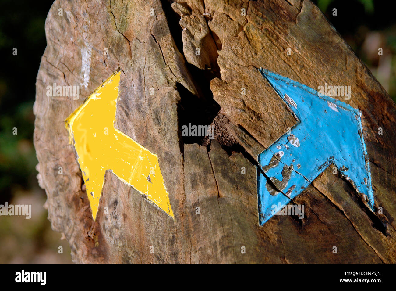 Gemalte Pfeile entgegengesetzte Richtungen auf einem Baumstumpf. Stockfoto
