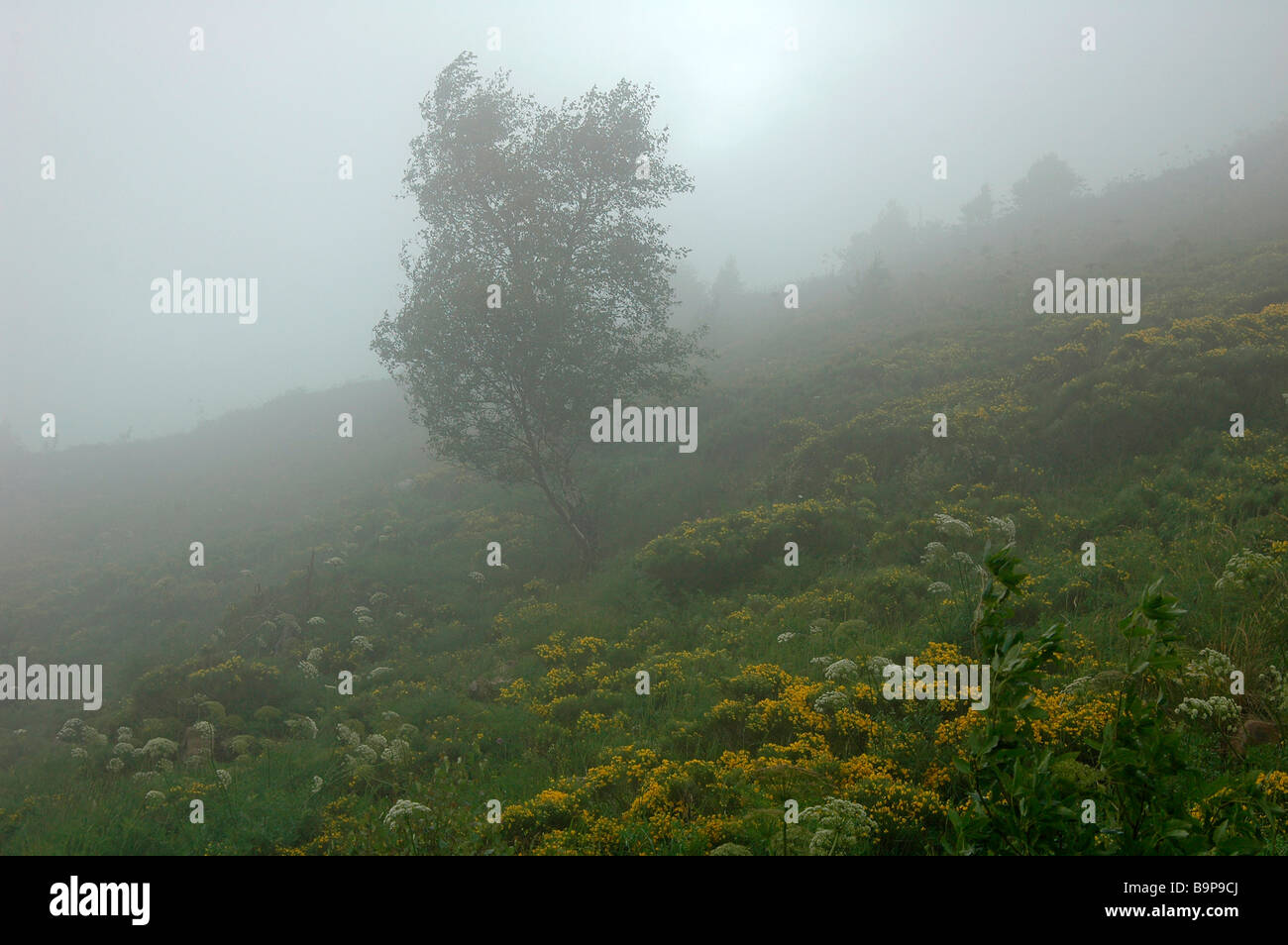 Birke einsam Nebel Nebel Nebel Misty Baum Reisen Frieden ruhigen beschaulichen Ruhe ruhig ruhig Silhouette isoliert Isolierung Stockfoto