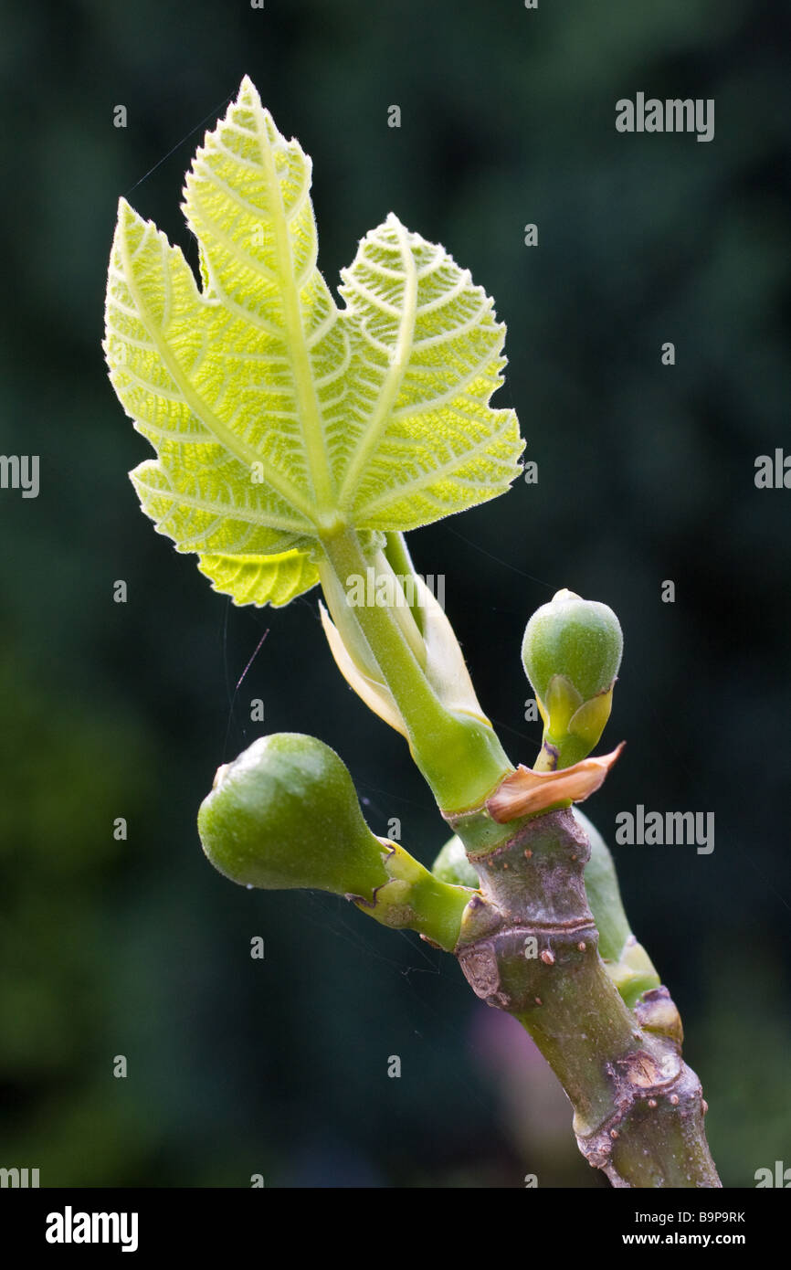 Neue Pflanzenwachstum im Frühjahr (Pflanze unbekannt) Stockfoto