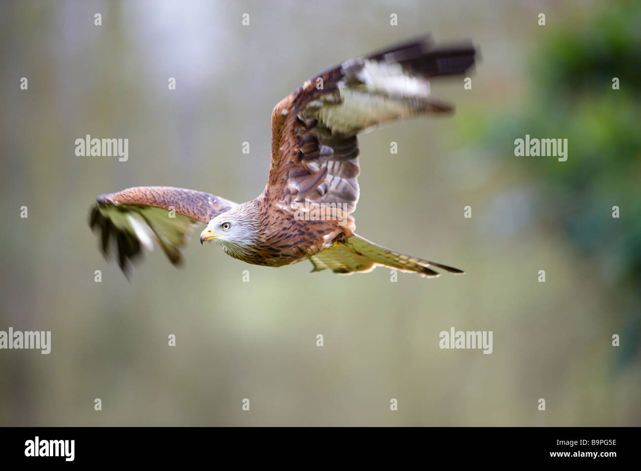 Rote Drachen Milvus Milvus fliegen für Touristen International Centre für Birds Of Prey Newent Gloustershire anzeigen Stockfoto