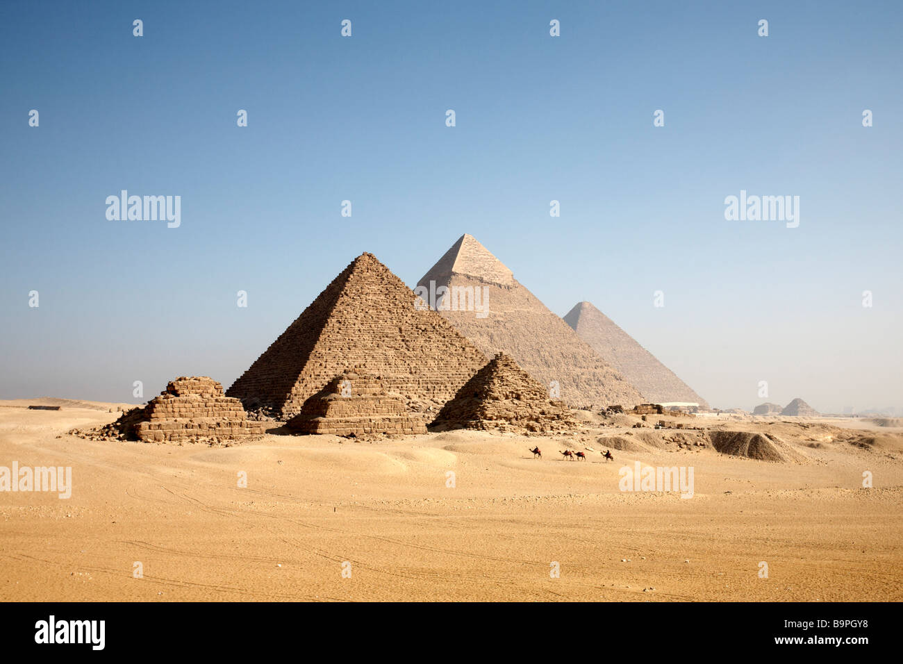 Kamele nähern sich die Pyramiden von Gizeh. Stockfoto