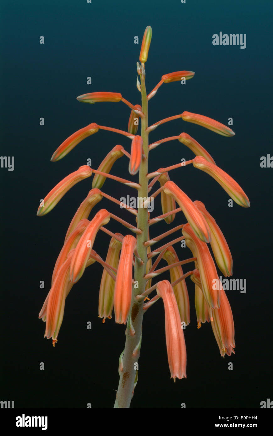Blühende Heilpflanze Aloe Vera Stockfoto