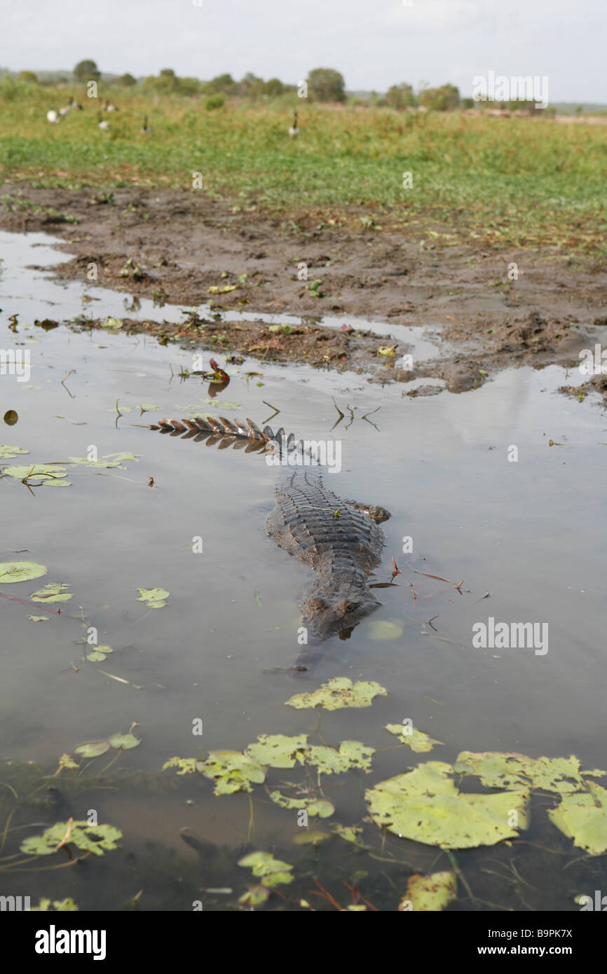 Wildes Leben (Krokodil) in der Nähe der Barramundi Nature Lodge, Arnhemland, Australien Stockfoto