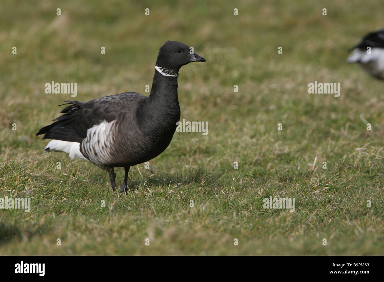 Black Brant Branta nigricans Stockfoto