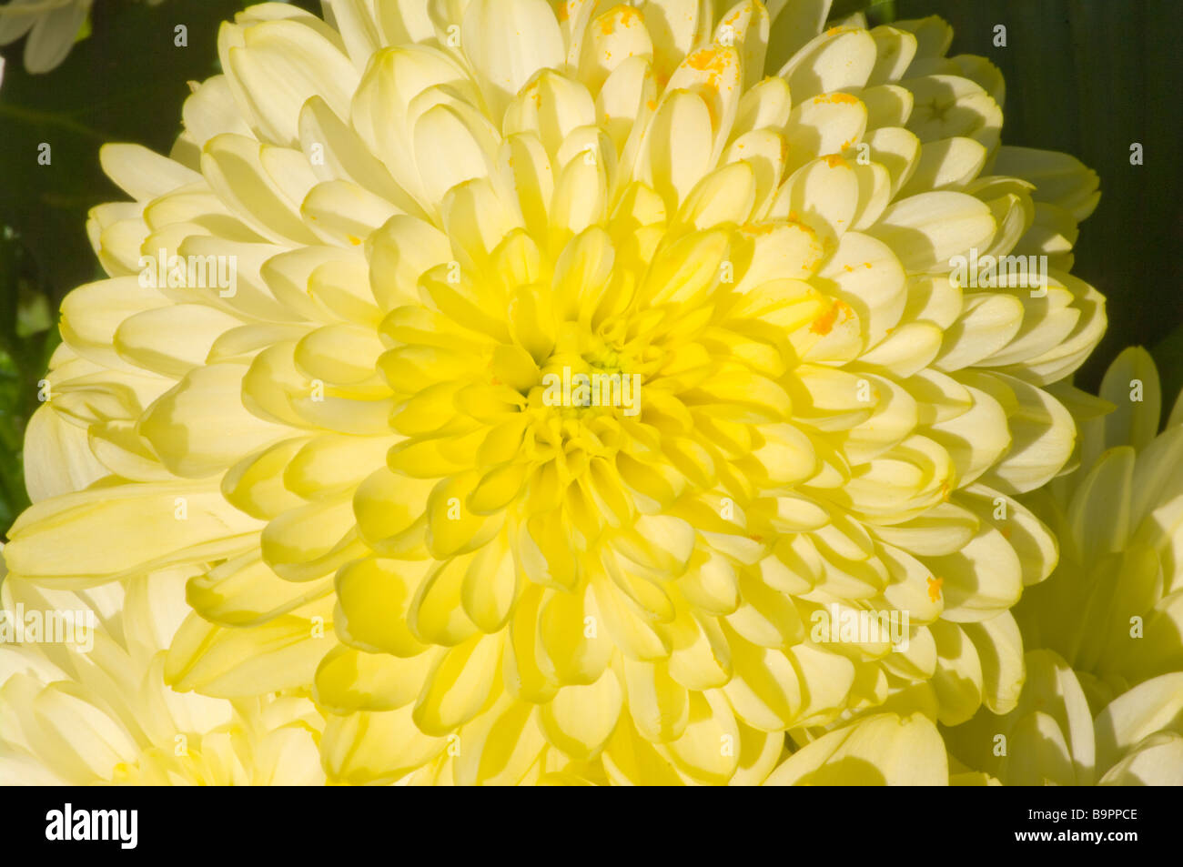 Blasse gelbe Chrysantheme Chrysanthemen Stockfoto