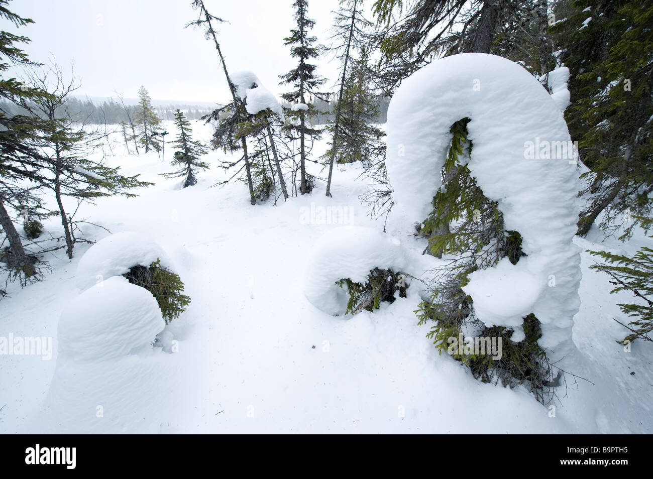 Wald im Winter, Dalarna, Schweden Stockfoto