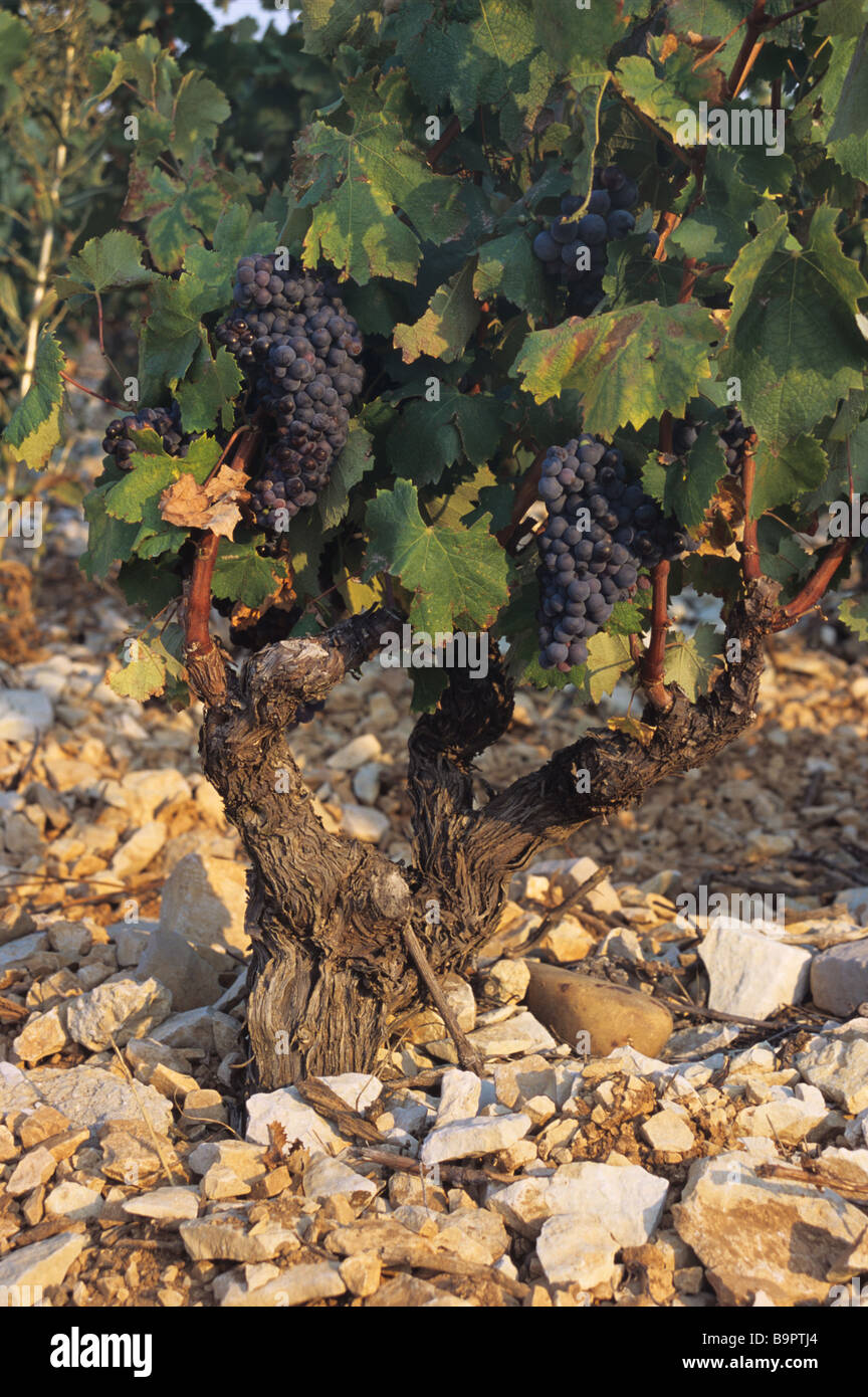 Tavel Trauben & Weinbau auf steinigem Gelände, Côtes-de-Rhône, Gard, Frankreich Stockfoto