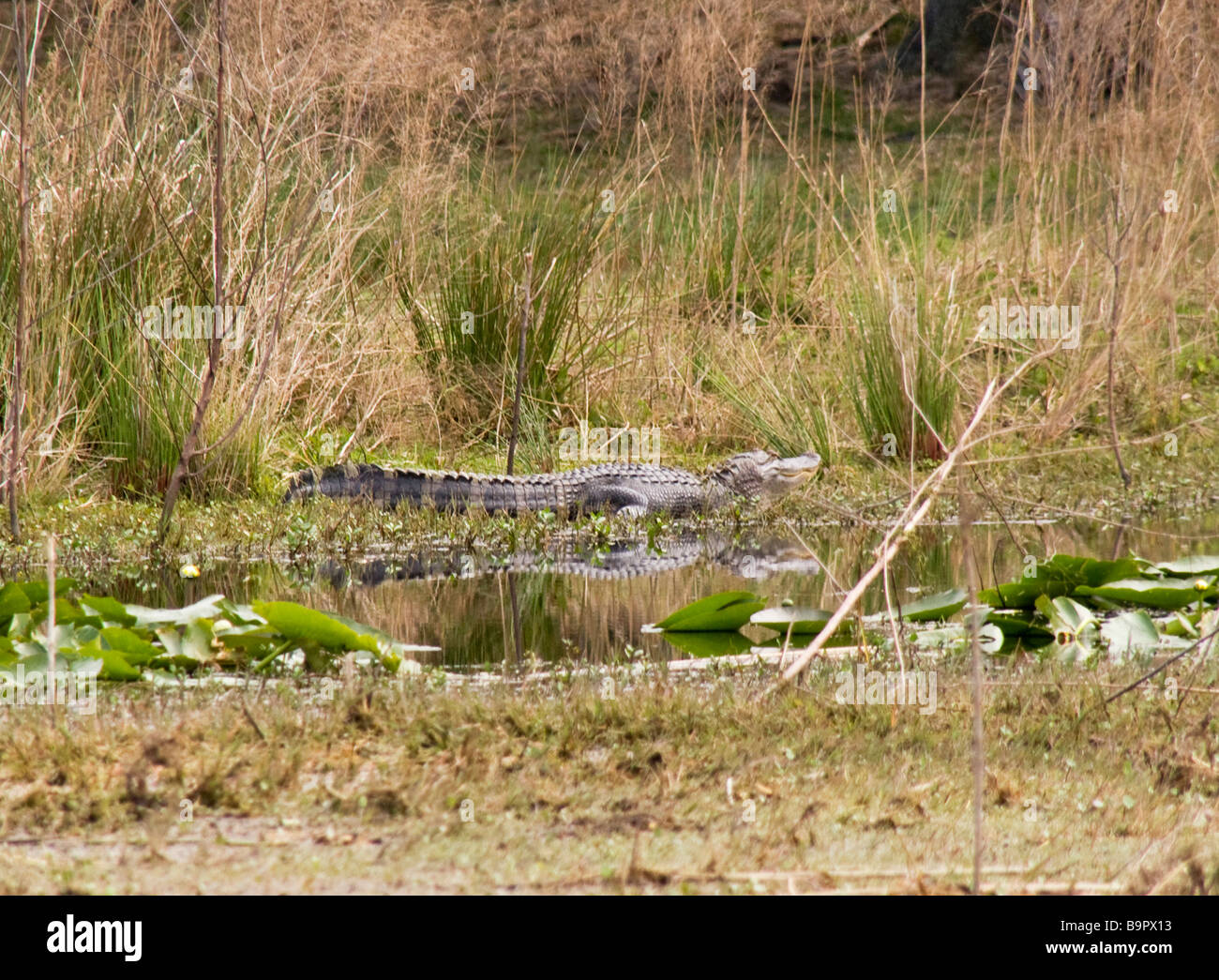 Alligator liegen in den Everglades, Florida, USA Stockfoto