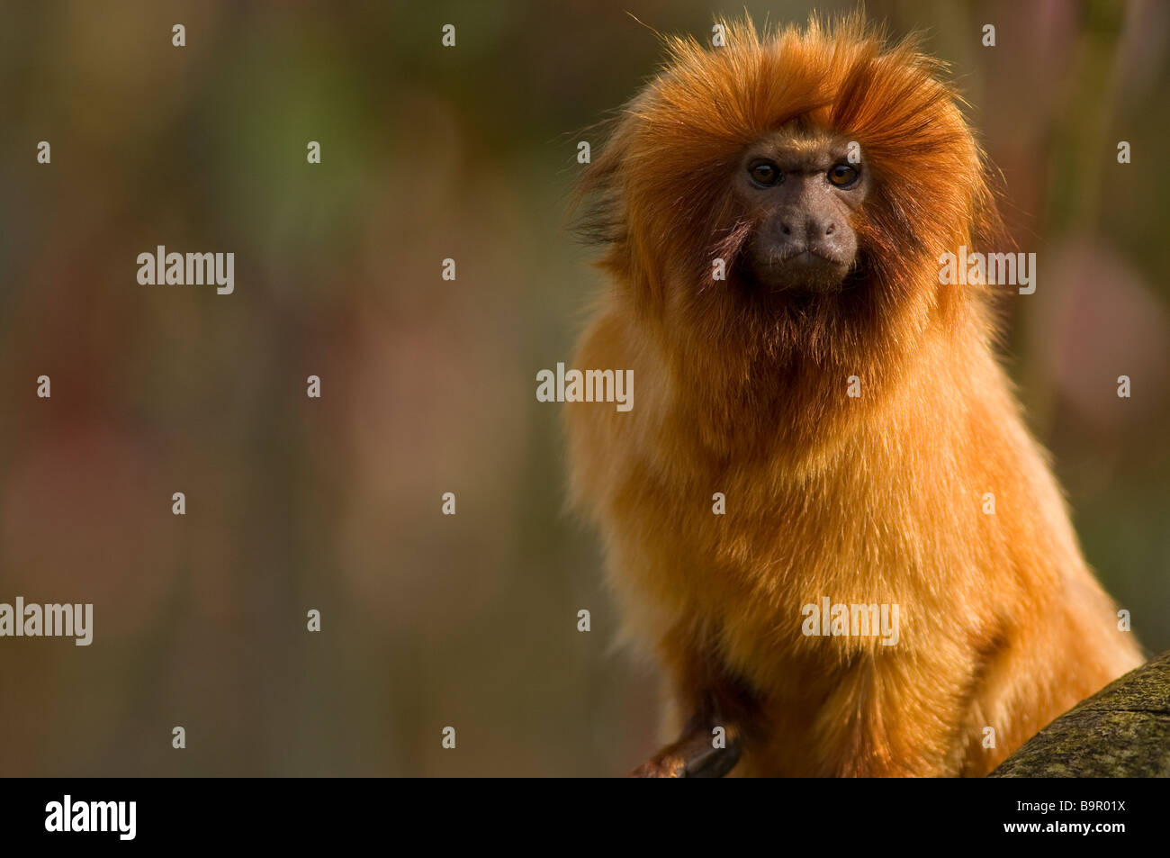 Goldener Löwe Tamarin Leontopithecus rosalia Stockfoto
