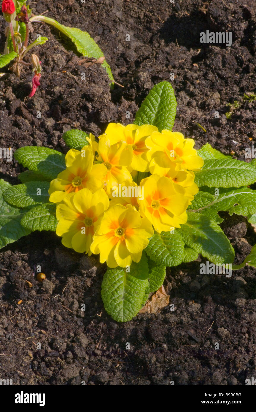 Primula Vulgaris gelbe Native Primrose Primeln Stockfoto