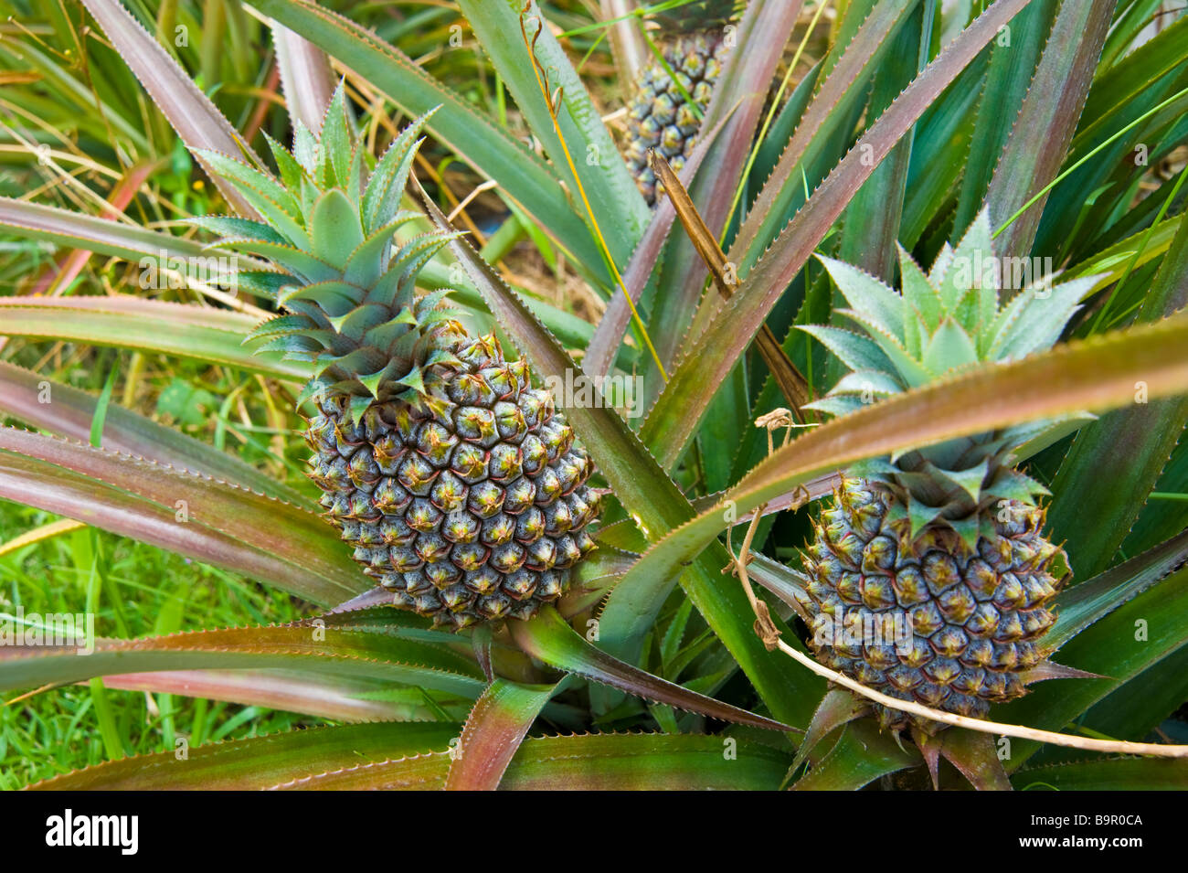 Reife Ananas mit Anlage, La Réunion Frankreich | Reife Ananass der Pflanze, La Réunion, Frankreich Stockfoto
