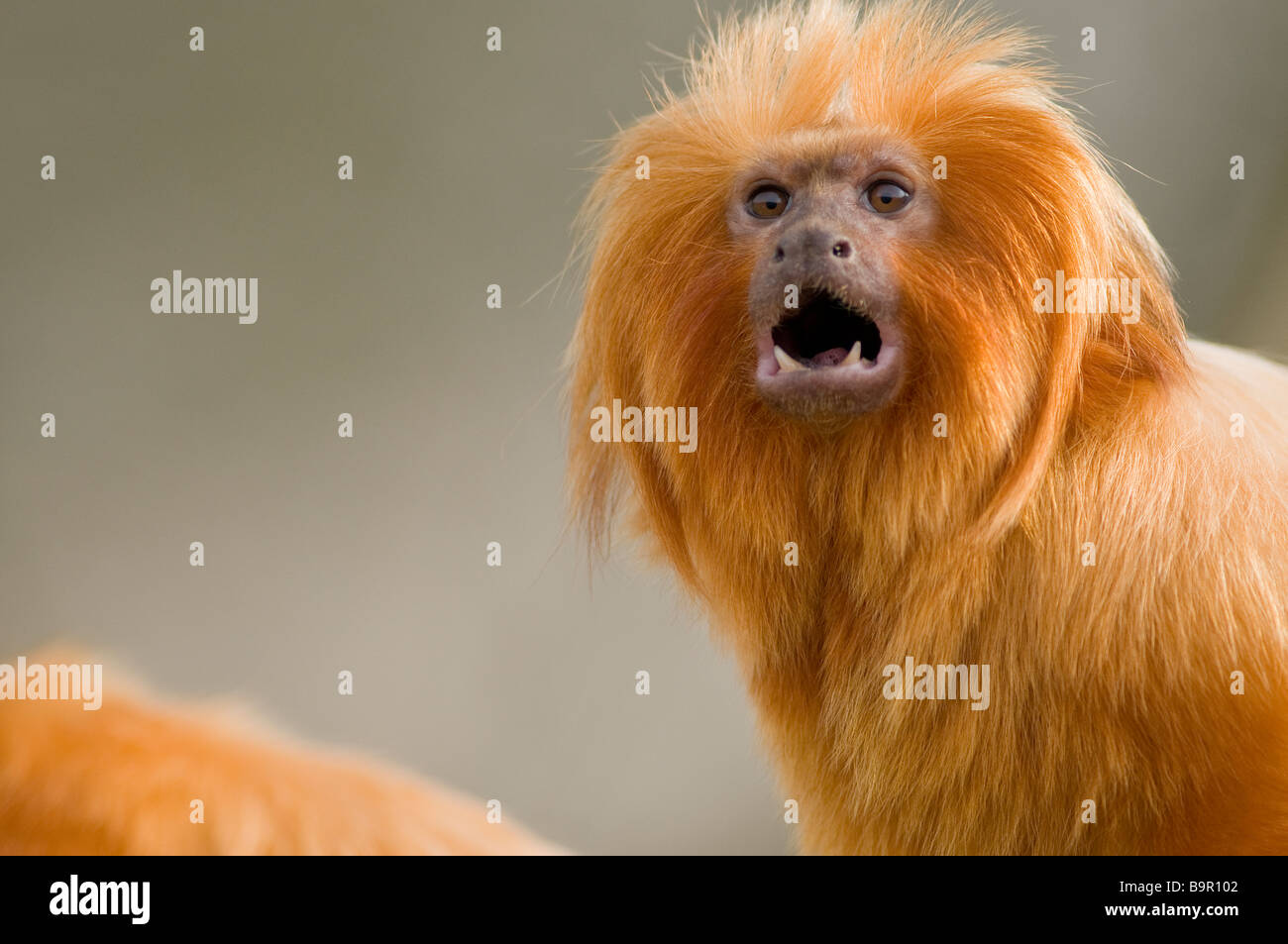 Goldener Löwe Tamarin Leontopithecus rosalia Stockfoto