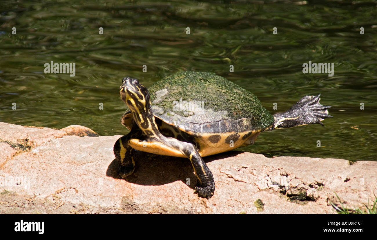 Schildkröte ruht, Florida, USA Stockfoto