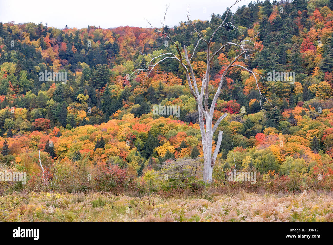 Kanada, Quebec, Cap Tourmente National Wildlife Area Stockfoto