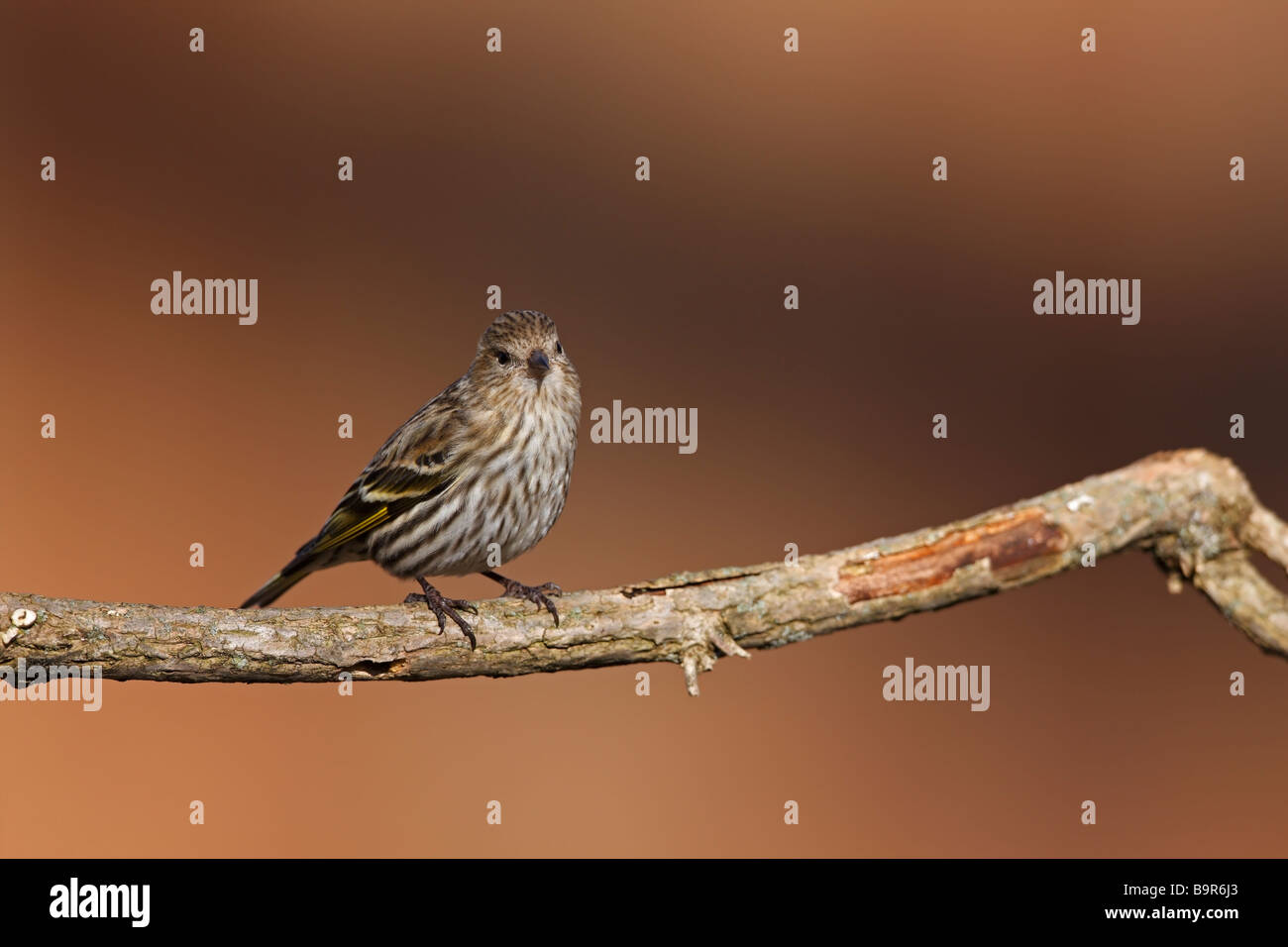 Pine Zeisig Zuchtjahr Pinus Pinus weiblich auf Flechten bedeckt branch Stockfoto