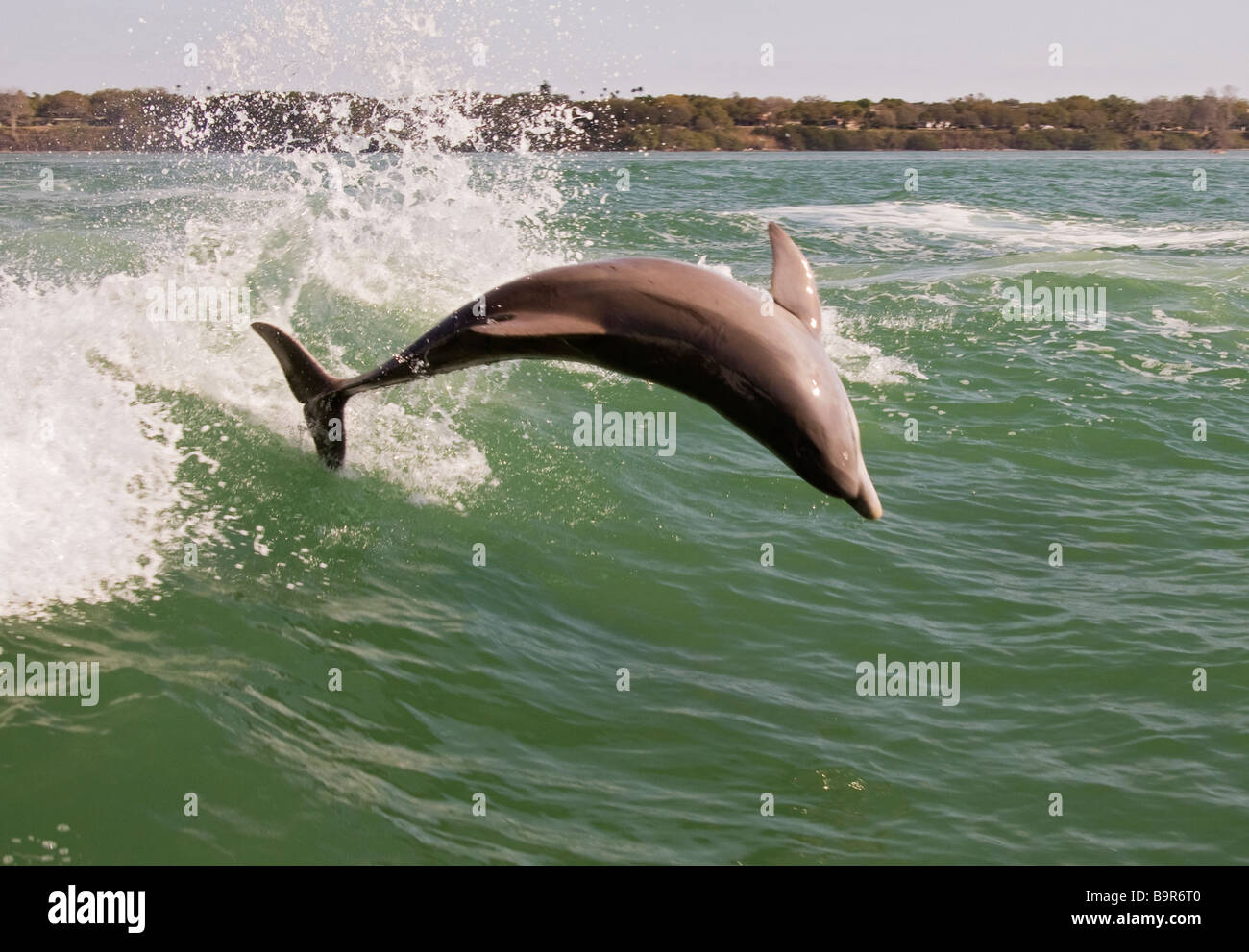 Goldmakrelen, Tauchen im Meer Stockfoto