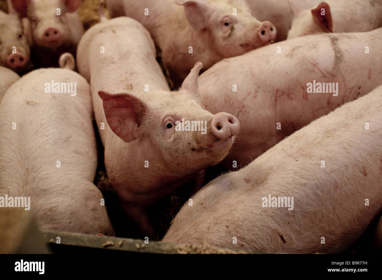ein lächelndes Schwein Stockfoto