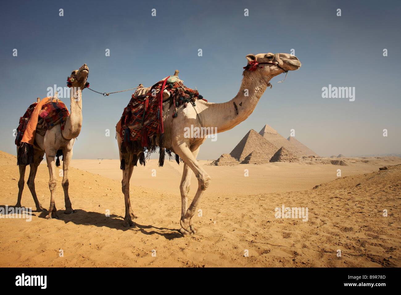 Kamele gehen in der Wüste mit Pyramiden im Hintergrund. Stockfoto