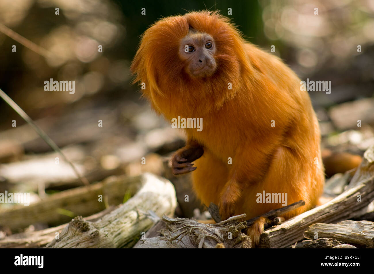 Goldener Löwe Tamarin Leontopithecus rosalia Stockfoto