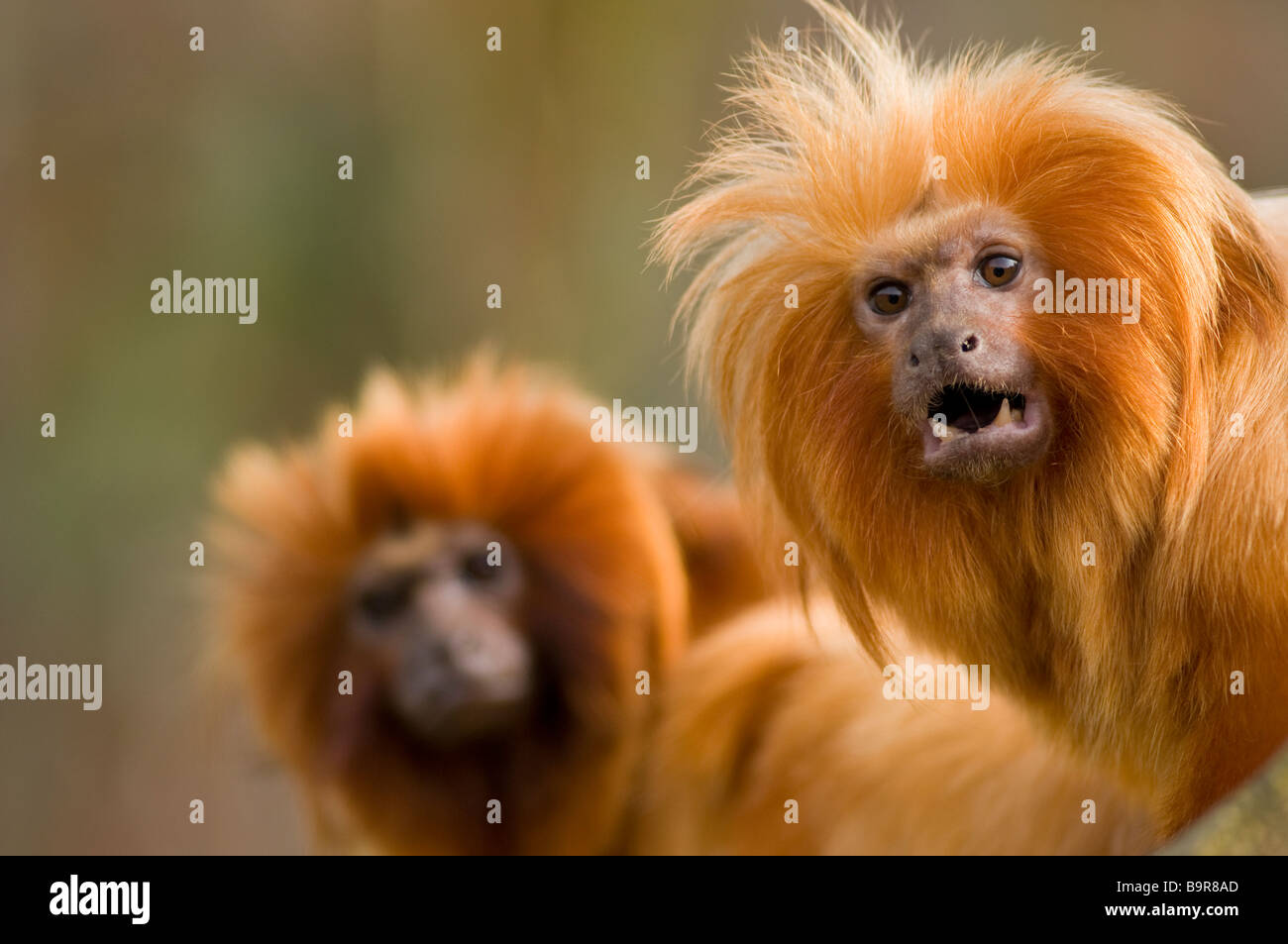 Goldener Löwe Tamarin Leontopithecus rosalia Stockfoto
