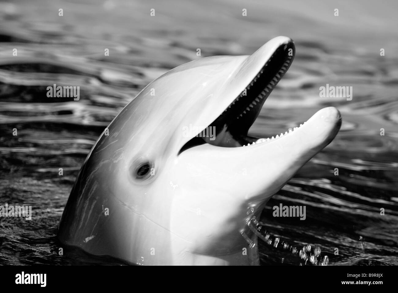 Delphin Lachen im Pool Wasser, Florida, USA Stockfoto