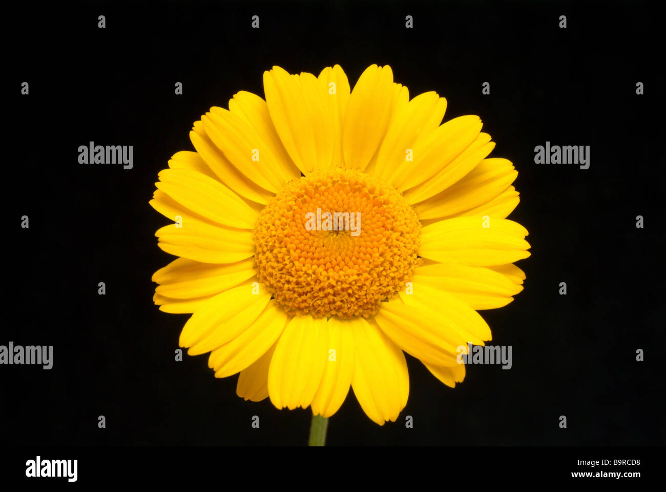 Blüte der Heilpflanze Färberkamille Gelb Kamille golden Marguerite Farbstoff Sachen Anthemis tinctoria Stockfoto