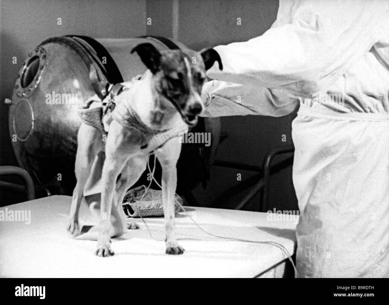 Die Hündin Laika das erste Lebewesen, ein Raumschiff fliegen vor dem  Einschiffen auf künstlichen Erdsatelliten Sputnik 2 1957 Stockfotografie -  Alamy