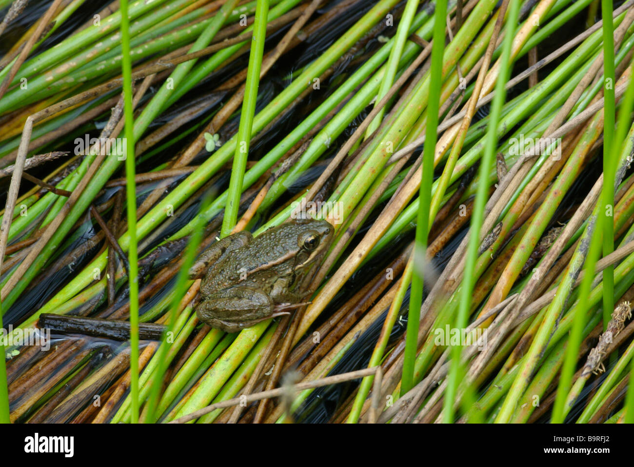 Gefährdet Kalifornien rotbeinige Frosch (Rana Draytonii) in San Mateo County, Kalifornien. Stockfoto