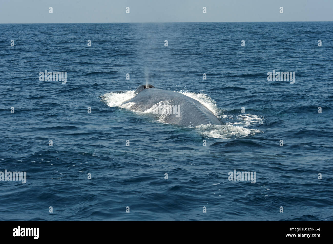 Blauwal, Schwimmen an der Oberfläche zeigen kleine Schlag Balaenoptera Musculus Brevicauda aus Sri Lanka Indischer Ozean Asien Stockfoto