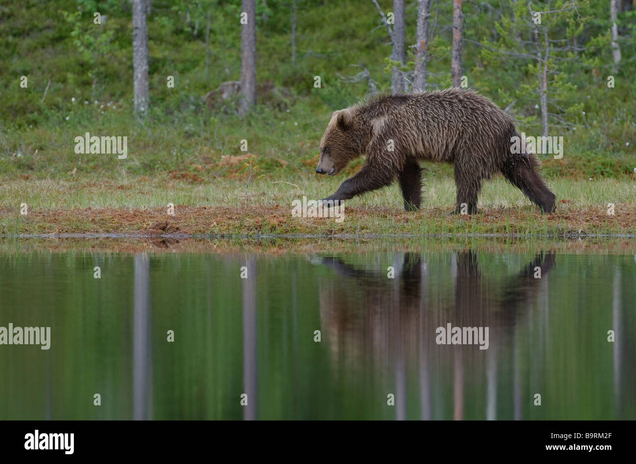 Europäischer Braunbär Ursus Arctos zu Fuß durch Wald See Finnland Stockfoto