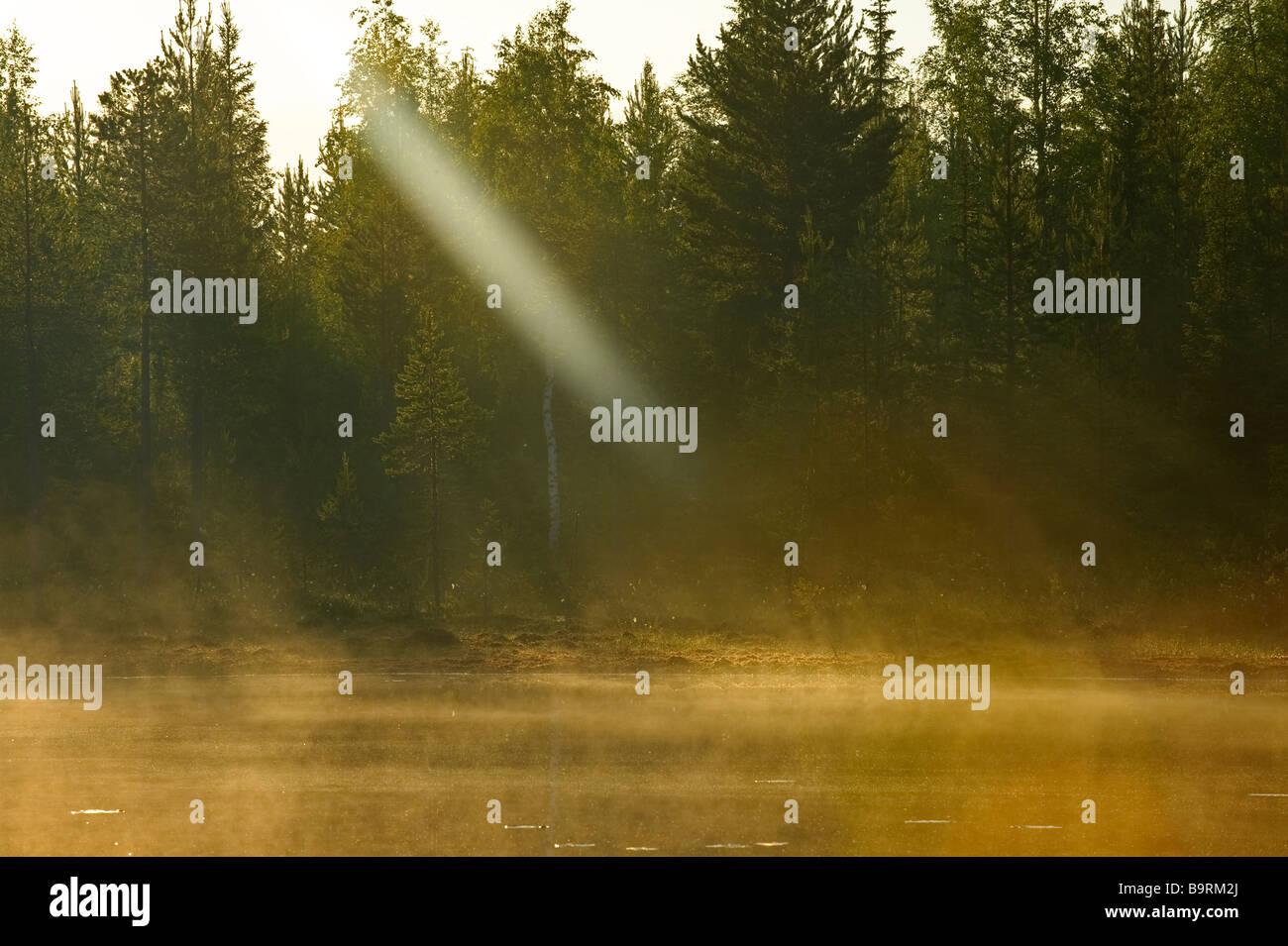 Dawn bricht in Taiga Wald Finnland Stockfoto