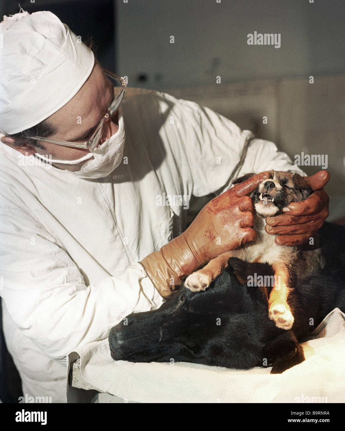 Professor Vladimir Demikhov einen Hund nach Transplantationschirurgie  untersuchen Stockfotografie - Alamy