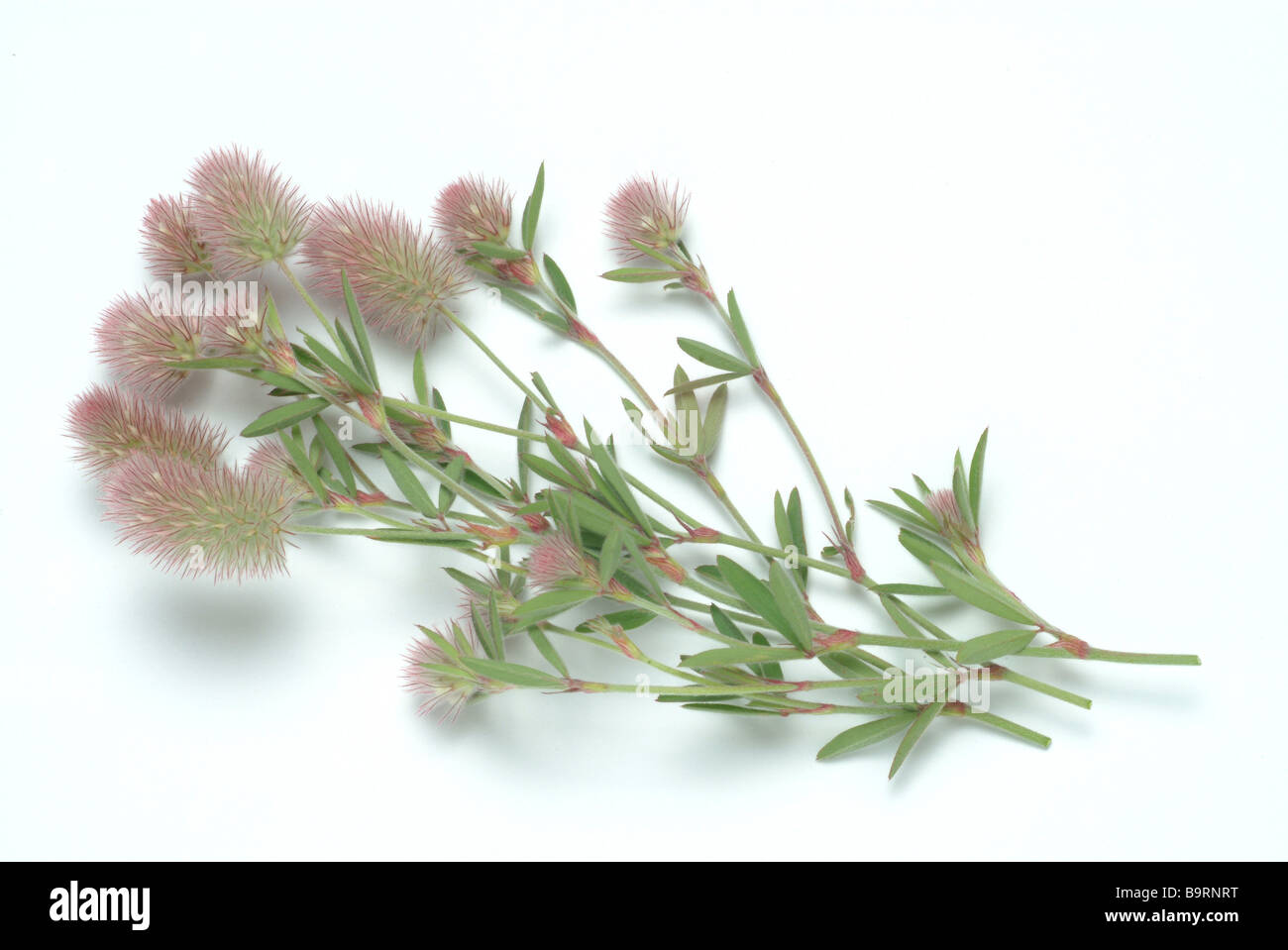 Blüten der Heilpflanze Hasenklee Mäuseklee Hase s Fuß Hase s Fuß Klee Klee Trifolium arvense Stockfoto