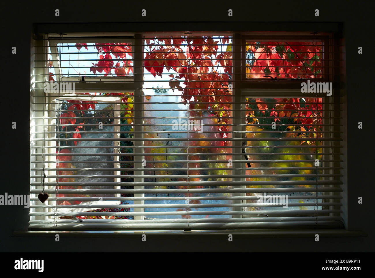 Ein Schlafzimmerfenster mit Jalousien und rote und grüne Blätter wachsen außerhalb des Fensters abdecken Stockfoto