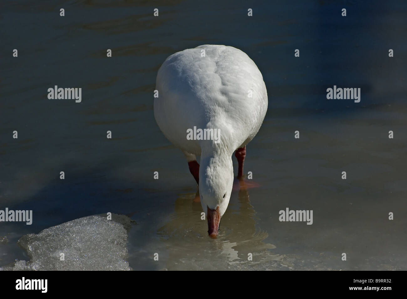 Eine Schneegans auf einem zugefrorenen Teich. Stockfoto