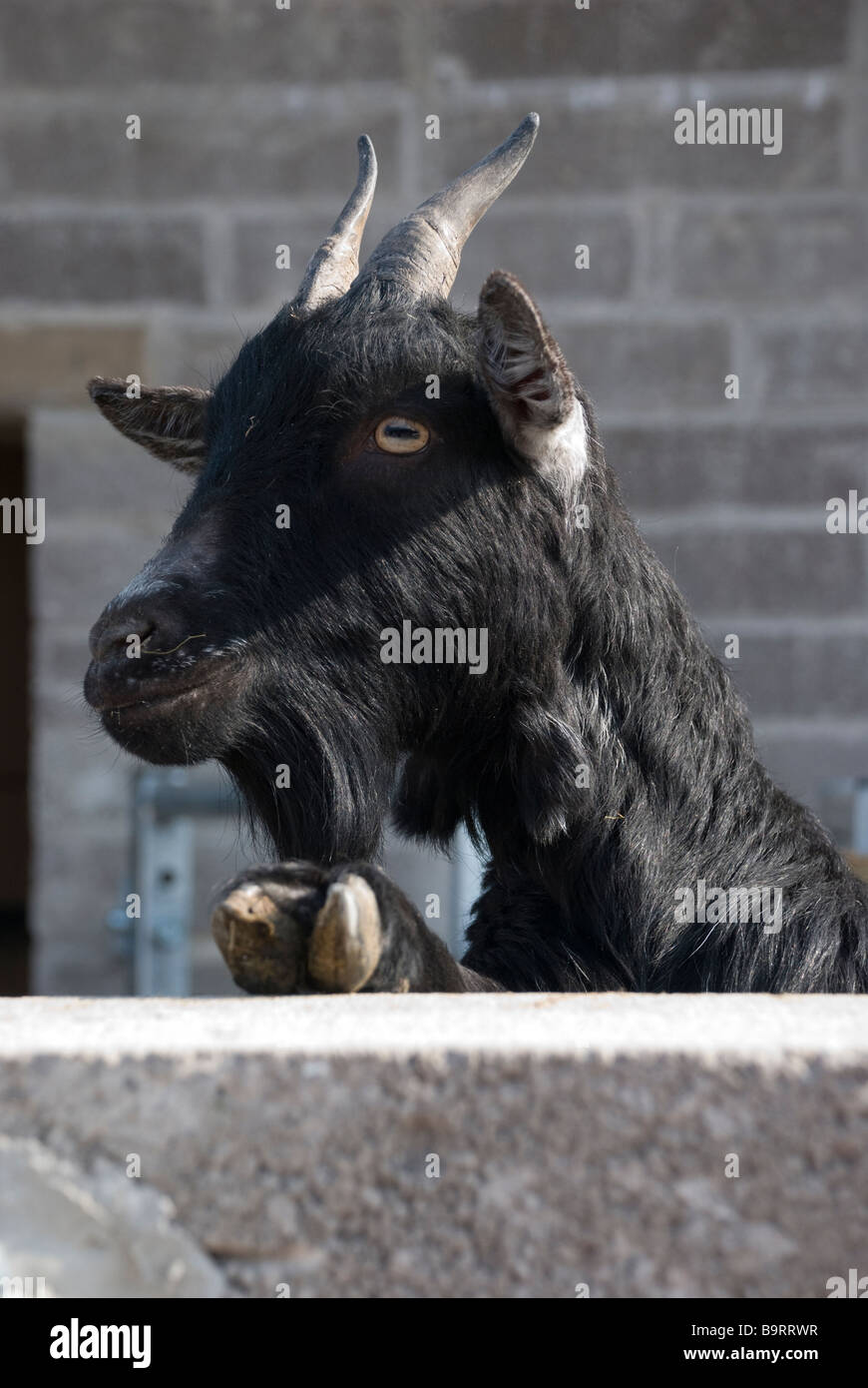 schwarze Ziege suchen Hörner Fell Haare HUF Hufe Billy Barsch Stockfoto