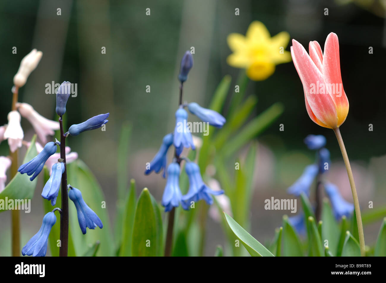 Hyazinthen und mohn Fotos und Bildmaterial in hoher Auflösung Alamy