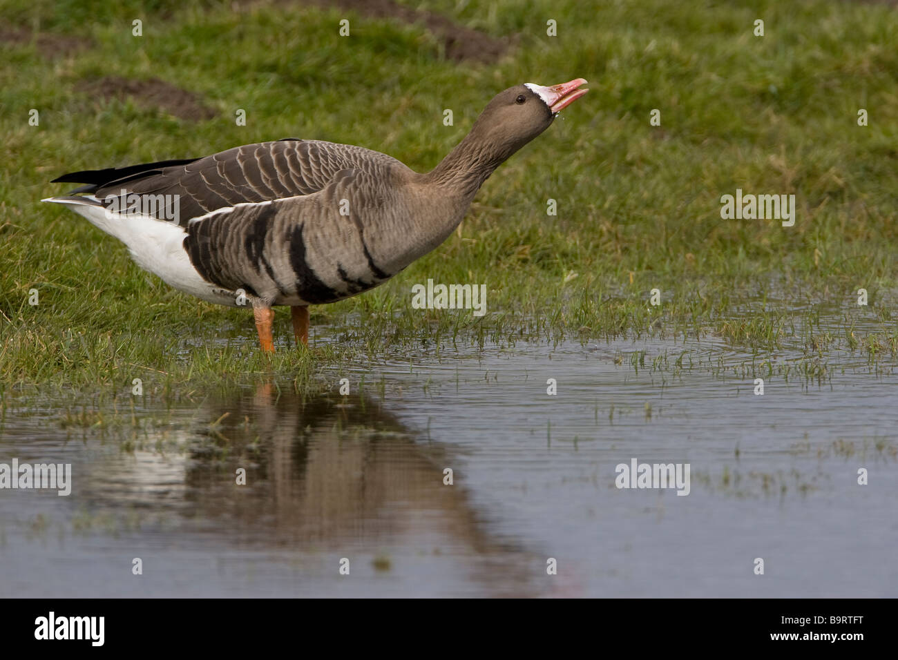 Eurasische White-fronted Goose Anser albifrons Stockfoto