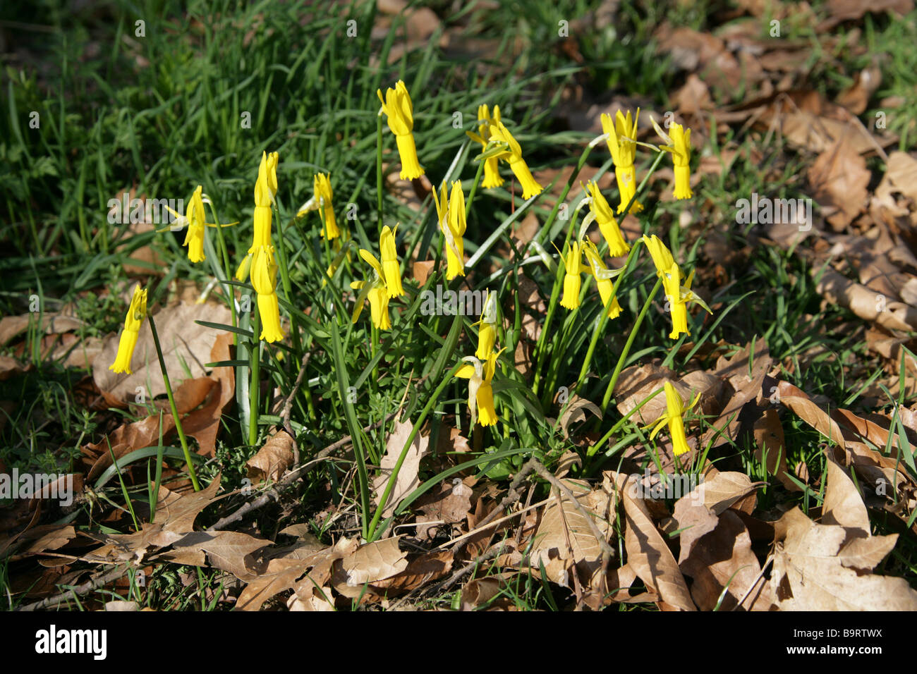 Blühenden Alpenveilchen Narzisse, Narcissus Cyclamineus, Amaryllisgewächse Stockfoto