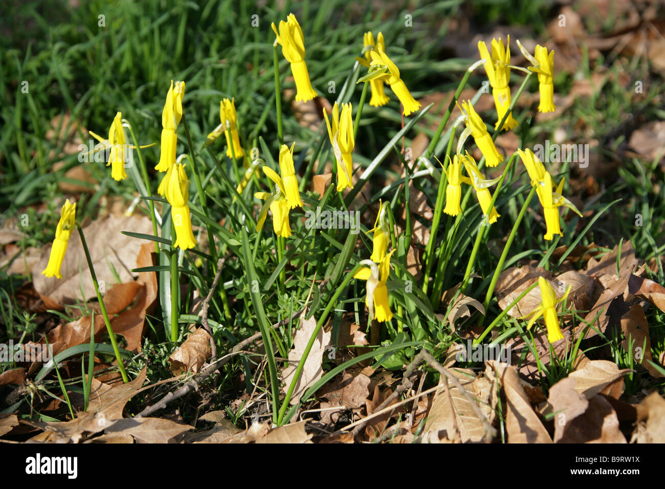 Blühenden Alpenveilchen Narzisse, Narcissus Cyclamineus, Amaryllisgewächse Stockfoto