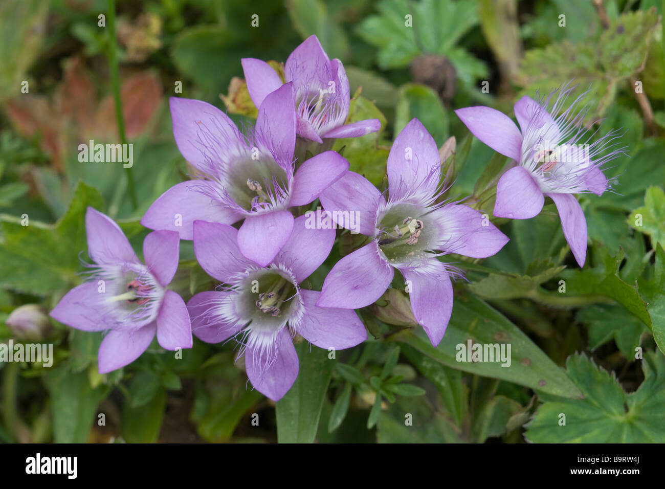 Deutscher Enzian Gentianella austriaca Stockfoto