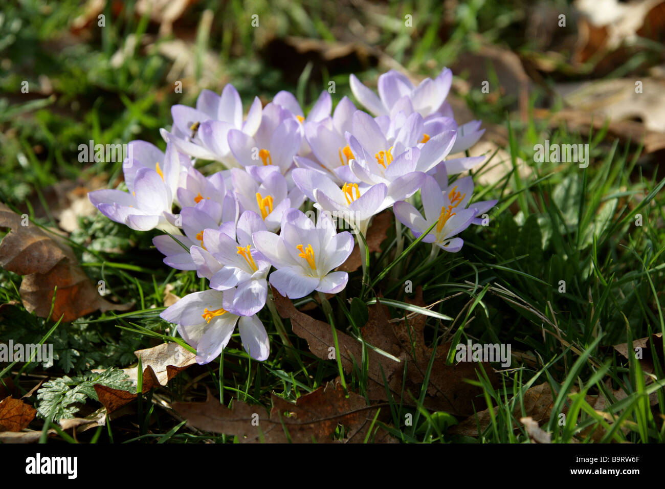 Lila Krokusse, Crocus Vernus, Crocoideae, Iridaceae Stockfoto
