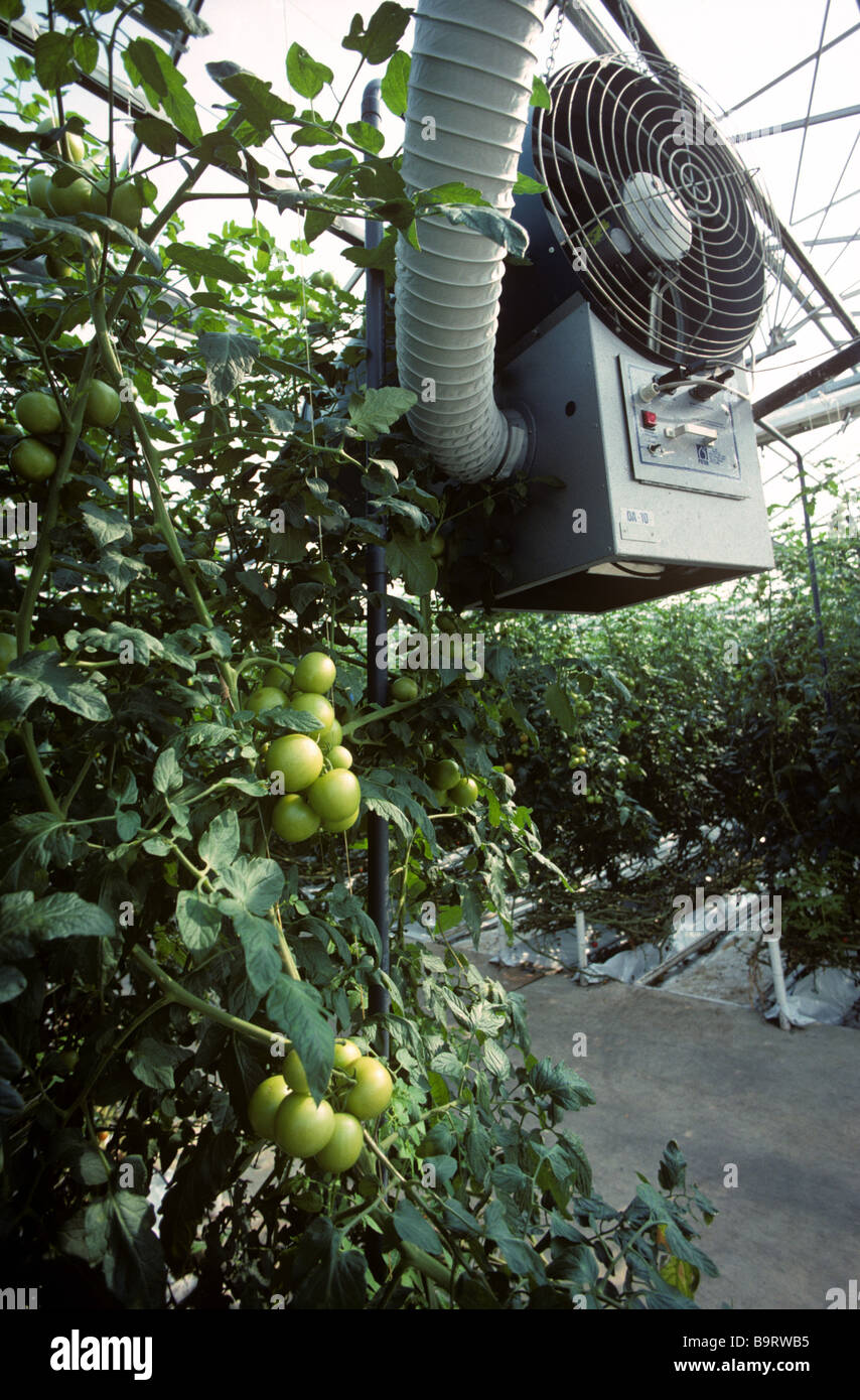 Heizung Ventilator Luftführung im großen kommerziellen Tomaten Gewächshaus  Stockfotografie - Alamy