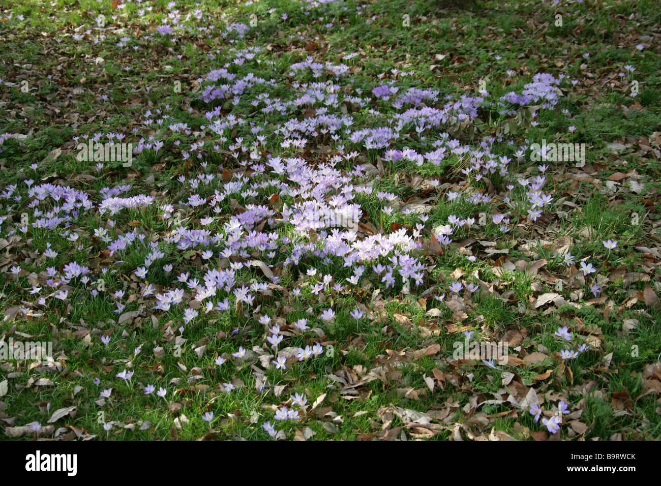 Lila Krokusse, Crocoideae, Iridaceae Stockfoto