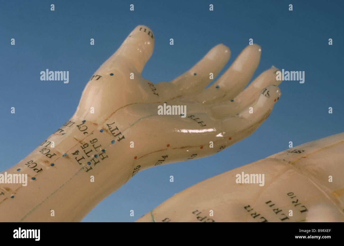 Akupunkturpunkte des menschlichen Körpers abgebildet auf einem Trainings-Modell Stockfoto