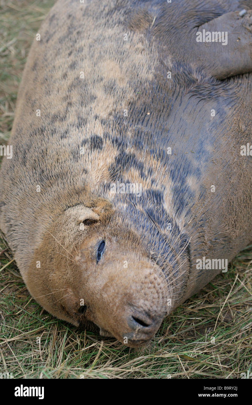 North Atlantic weiblichen Grey Seal Kuh Halichoerus Grypus Donna Nook RAF Bombardierung reichen Natur Reserve Lincolnshire England UK Stockfoto