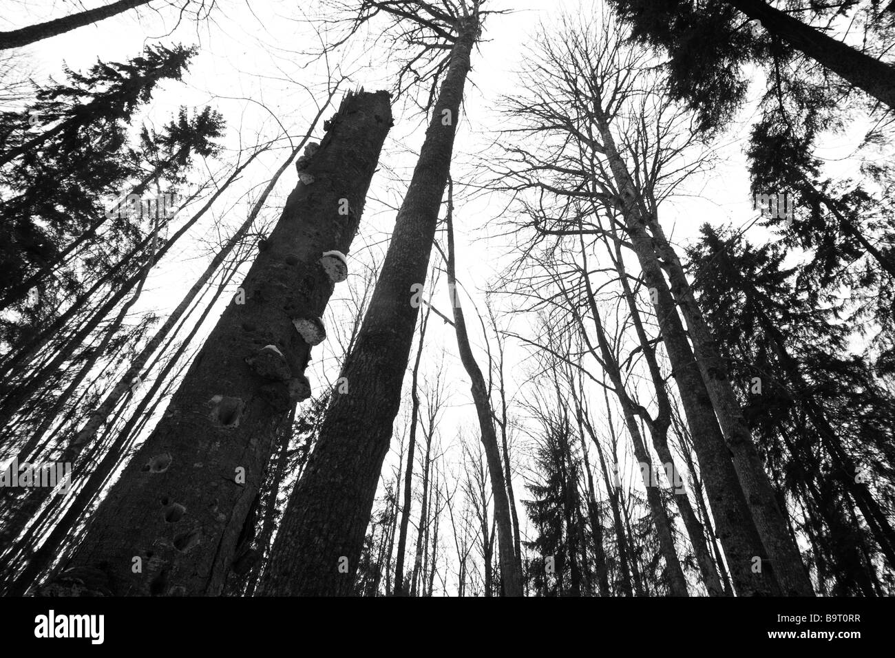 Unberührten Wald Stockfoto