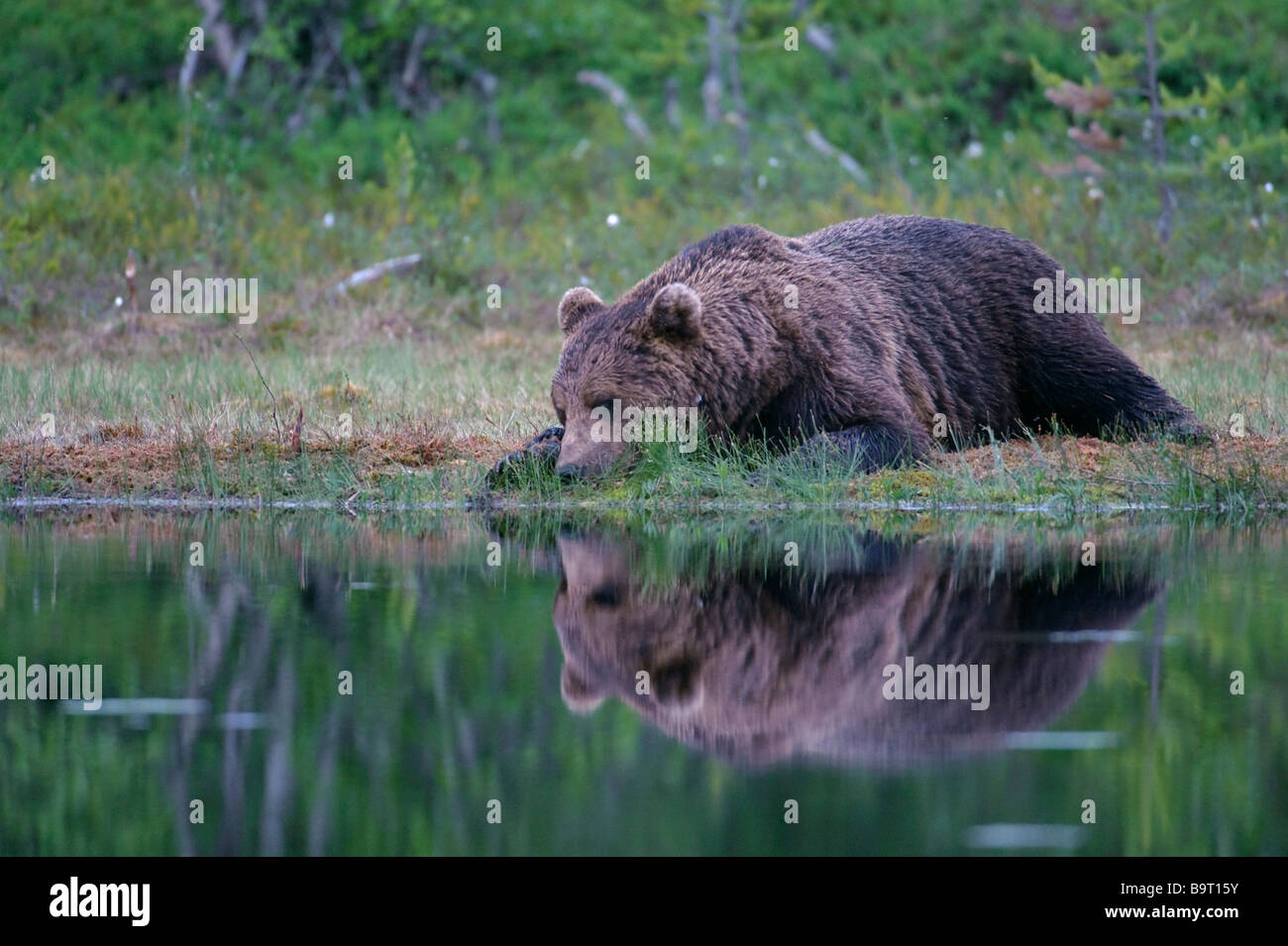 Europäischer Braunbär Ursus Arctos ausruhen Wald See Finnland Stockfoto