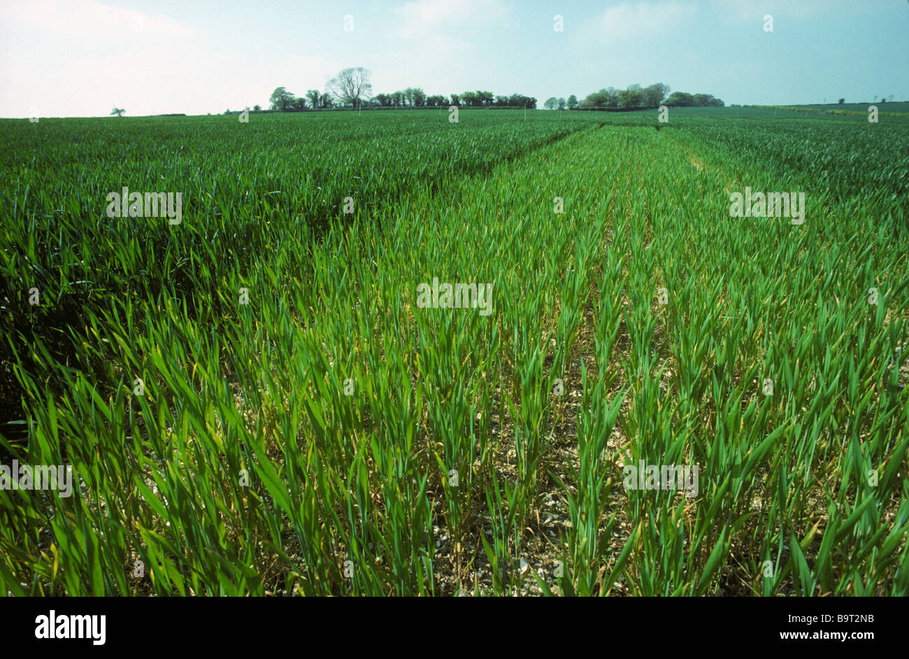 Experimentelle Grundstück von schwach gelb Weizenpflanzen mit keine Anwendung von Stickstoff-Dünger Stockfoto