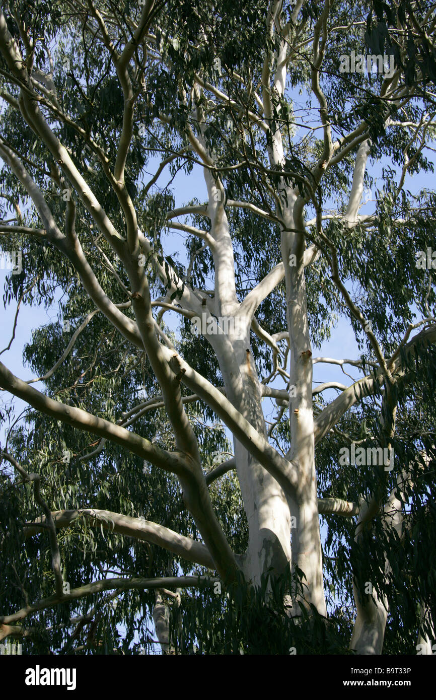 Manna Gum aka White Gum, Band Gum oder Viminalis Baum Eucalyptus Viminalis, Myrtaceae, New South Wales Australien Tasmanien Stockfoto